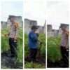 Bhabinkantinmas Aipda Butar Butar Bersama Petani Melakukan Pengecekan Pengarangan Pangan Bergizi Tanaman Rimbang