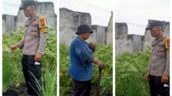 Bhabinkantinmas Aipda Butar Butar Bersama Petani Melakukan Pengecekan Pengarangan Pangan Bergizi Tanaman Rimbang