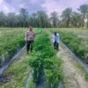 Bhabinkamtibmas AIPDA ARDIAN KURNIAWAN, S.T Cek Pekarangan Pangan Bergizi Dalam Rangka Mendukung  Program Ketahanan Pangan Nasional.