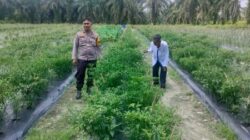 Bhabinkamtibmas AIPDA ARDIAN KURNIAWAN, S.T Cek Pekarangan Pangan Bergizi Dalam Rangka Mendukung  Program Ketahanan Pangan Nasional.