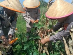 Polres Dumai Melalui Polsek Medang Kampai Panen Jagung Bersama Kelompok Tani Almadani, Dukung Ketahanan Pangan Nasional