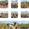 Kapolsek Sungai Sembilan Yang di Wakili Aipda Dedi Tiawarman Melaksanakan Panen Jagung Pipil Dalam Rangka Mendukung Program Nasional.