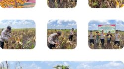 Kapolsek Sungai Sembilan Yang di Wakili Aipda Dedi Tiawarman Melaksanakan Panen Jagung Pipil Dalam Rangka Mendukung Program Nasional.