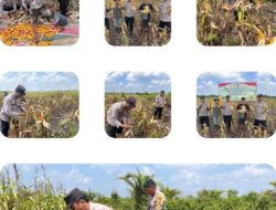 Kapolsek Sungai Sembilan Yang di Wakili Aipda Dedi Tiawarman Melaksanakan Panen Jagung Pipil Dalam Rangka Mendukung Program Nasional.