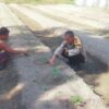 BHABINKAMTIBMAS BERSAMA PETANI MELAKUKAN PENGECEKAN PEKARANGAN PANGAN BERGIZI DALAM RANGKA MENDUKUNG PROGRAM KETAHANAN PANGAN NASIONAL.