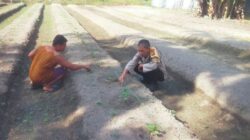 BHABINKAMTIBMAS BERSAMA PETANI MELAKUKAN PENGECEKAN PEKARANGAN PANGAN BERGIZI DALAM RANGKA MENDUKUNG PROGRAM KETAHANAN PANGAN NASIONAL.