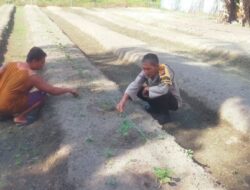 BHABINKAMTIBMAS BERSAMA PETANI MELAKUKAN PENGECEKAN PEKARANGAN PANGAN BERGIZI DALAM RANGKA MENDUKUNG PROGRAM KETAHANAN PANGAN NASIONAL.