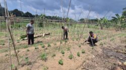 Bhabinkantipmas  Aipda  S Malau Bersama  Aipda  J. Tindaon  Turun Petani Bersama Melakukan  Pengecekan Pekarangan Pangan Bergizi.