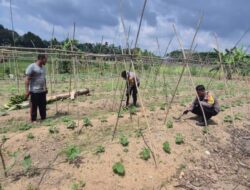 Bhabinkantipmas  Aipda  S Malau Bersama  Aipda  J. Tindaon  Turun Petani Bersama Melakukan  Pengecekan Pekarangan Pangan Bergizi.