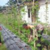 Bhabinkamtibmas Aiptu Subandi Bersama Petani Melakukan Pengecekan Pekarangan Pangan Bergizi Berupa Tanaman Pare