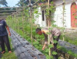 Bhabinkamtibmas Aiptu Subandi Bersama Petani Melakukan Pengecekan Pekarangan Pangan Bergizi Berupa Tanaman Pare