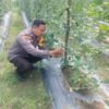 Bhabinkantipmas  Aiptu Asyari  Turun Bersama  Petani Melakukan  Pengecekan Pekarangan Pangan Bergizi.