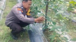 Bhabinkantipmas  Aiptu Asyari  Turun Bersama  Petani Melakukan  Pengecekan Pekarangan Pangan Bergizi.