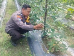 Bhabinkantipmas  Aiptu Asyari  Turun Bersama  Petani Melakukan  Pengecekan Pekarangan Pangan Bergizi.