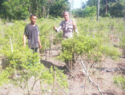 Bhabinkamtibmas Bukit Kapur Bersama Petani Mendukung Penuh Program Ketahanan Pangan Nasional.