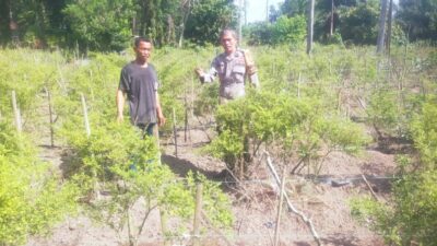 Bhabinkamtibmas Bukit Kapur Bersama Petani Mendukung Penuh Program Ketahanan Pangan Nasional.