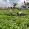Polres Dumai Dukung Ketahanan Pangan Nasional, Bhabinkamtibmas Cek Lahan Produktif Warga di Bukit Datuk