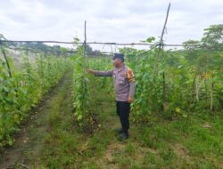Bhabinkamtibmas Bersama Petani Melakukan Pengecekan Pekarangan Pangan Bergizi.