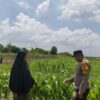 Bhabinkamtibmas Polsek Bukit Kapur Bersama Petani Lakukan Pengecekan Lahan Ketahanan Pangan Jagung Pipil .
