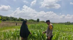 Bhabinkamtibmas Polsek Bukit Kapur Bersama Petani Lakukan Pengecekan Lahan Ketahanan Pangan Jagung Pipil .