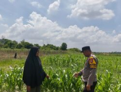 Bhabinkamtibmas Polsek Bukit Kapur Bersama Petani Lakukan Pengecekan Lahan Ketahanan Pangan Jagung Pipil .