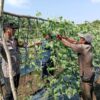 Polsek Sungai Sembilan Melakukan Pengecekan Pekarangan Pangan Bergizi Bersama Petani.