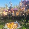 Panen Raya Jagung Pipil Kuartal I 2026, Polsek Dumai Barat Dukung Program Nasional Ketahanan Pangan
