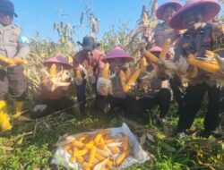 Panen Raya Jagung Pipil Kuartal I 2026, Polsek Dumai Barat Dukung Program Nasional Ketahanan Pangan