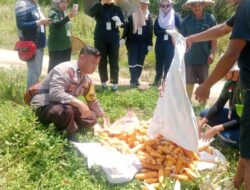 Polsek Sungai Sembilan Laksanakan Panen Jagung Pipil di Lahan Poktan mekar Sekuntum .