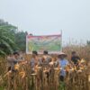 Polsek Sungai Sembilan Laksanakan Panen Jagung Pipil.