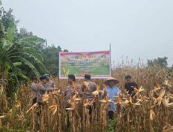 Polsek Sungai Sembilan Laksanakan Panen Jagung Pipil.