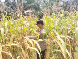 Bhabinkamtibmas Aipda Dedi Tiawarman Melaksanakan Kegiatan Pengecekan Ketahanan Pangan