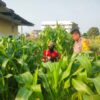 Aipda Nurhadi Melaksanakan Kegiatan Pengecekan Tanaman Jagung Kecamatan Dumai Kota.