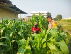 Aipda Nurhadi Melaksanakan Kegiatan Pengecekan Tanaman Jagung Kecamatan Dumai Kota.