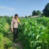 Bhabinkamtibmas Aipda Nurhadi Melaksanakan Kegiatan Pengecekan Ketahanan Pangan Dengan Memantau Penanaman Jagung Pipil