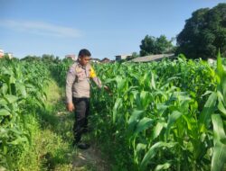 Bhabinkamtibmas Aipda Nurhadi Melaksanakan Kegiatan Pengecekan Ketahanan Pangan Dengan Memantau Penanaman Jagung Pipil