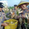 Panen Raya Jagung Pipil Kuartal III Polsek Kawasan Pelabuhan Dukung Swasembada Pangan Tahun 2026