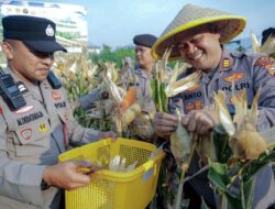 Panen Raya Jagung Pipil Kuartal III Polsek Kawasan Pelabuhan Dukung Swasembada Pangan Tahun 2026