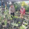 Bhabinkamtibmas Kelurahan Dumai Kota Bripka F.S.Tambunan Cek Program Ketahanan Pangan Bergizi Selada .