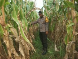 Bhabinkamtibmas Aipda Nurhadi Kelurahan Bintan Memantau Penanaman Jagung Pipil di Jalan Bintan RT 08.