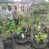 Bhabinkamtibmas Kelurahan Dumai Kota , Bripka F.S .Tambunan Melaksanakan Pengecekan Tanaman Kale