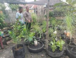 Bhabinkamtibmas Kelurahan Dumai Kota , Bripka F.S .Tambunan Melaksanakan Pengecekan Tanaman Kale