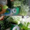 Hasilkan Pangan Berkelanjutan, Rutan Dumai Kembali Panen Sayur Pakcoy