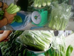 Hasilkan Pangan Berkelanjutan, Rutan Dumai Kembali Panen Sayur Pakcoy