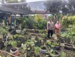 Bripka F.S.Tambunan  Melakukan Pengecekan Kondisi Pertumbuhan Tanaman Kale