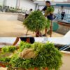 Perkuat Ketahanan Pangan, Rutan Dumai Kembali Panen Sayur Kangkung.