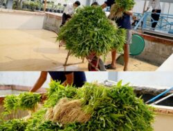 Perkuat Ketahanan Pangan, Rutan Dumai Kembali Panen Sayur Kangkung.
