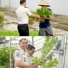 Perkuat Ketahanan Pangan, Rutan Dumai Kembali Panen Sayur Pakcoy dan Kangkung.