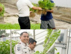 Perkuat Ketahanan Pangan, Rutan Dumai Kembali Panen Sayur Pakcoy dan Kangkung.