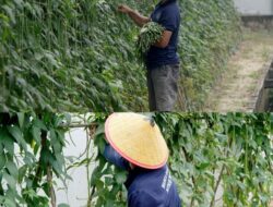 Perkuat Program Ketahanan Pangan, Rutan Dumai Kembali Panen Kacang Panjang